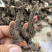 亳州本地白芍芽头，假一赔十