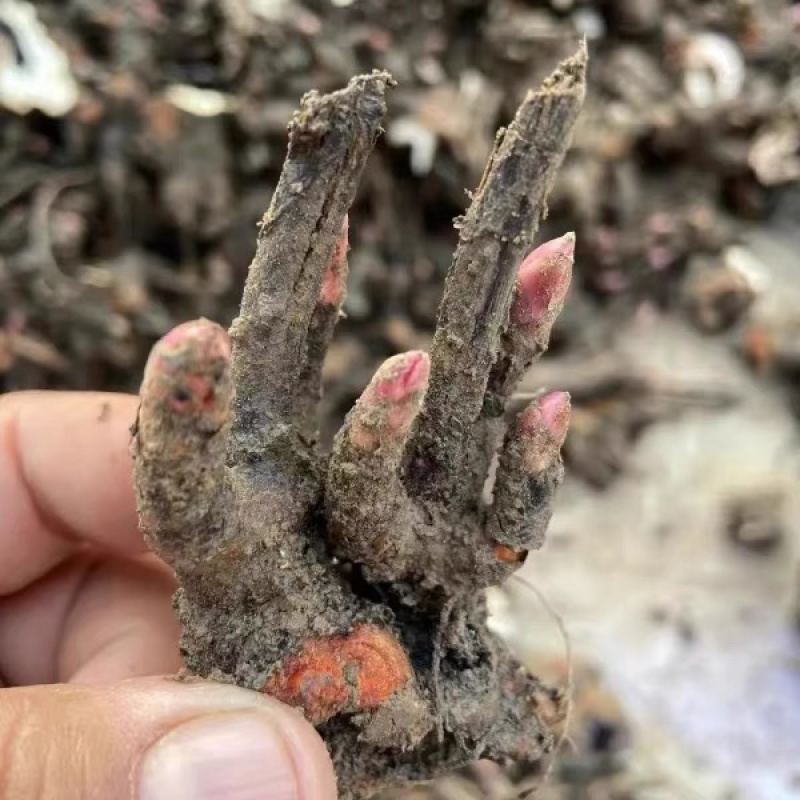 亳州本地白芍芽头，假一赔十