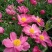 亳州本地白芍芽头，假一赔十