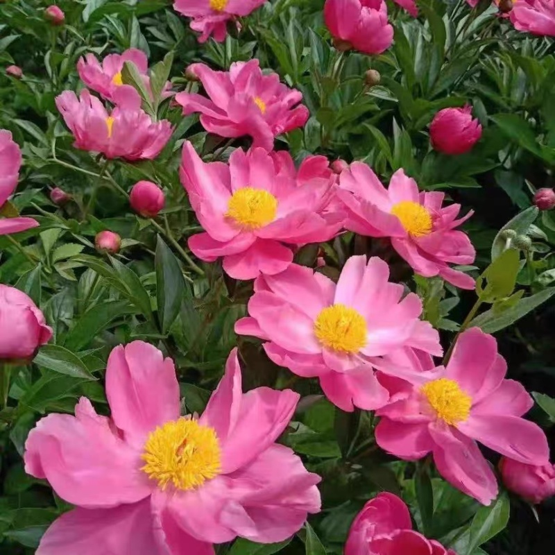 亳州本地白芍芽头，假一赔十