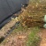 枫香苗枫香树苗荒山造林苗枫香基地大小大小规格都有