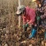 枫香苗枫香树苗荒山造林苗枫香基地大小大小规格都有