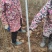 枫香苗枫香树苗荒山造林苗枫香基地大小大小规格都有