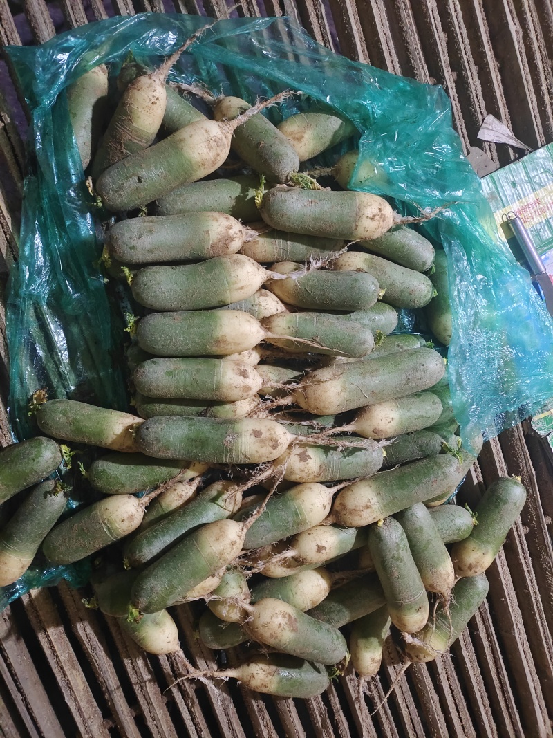 大量供应水果萝卜！里外绿萝卜！市场！加工厂
