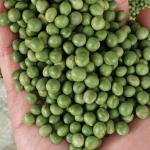 青豆双青豆毛豆食品原料现货批发大青豆