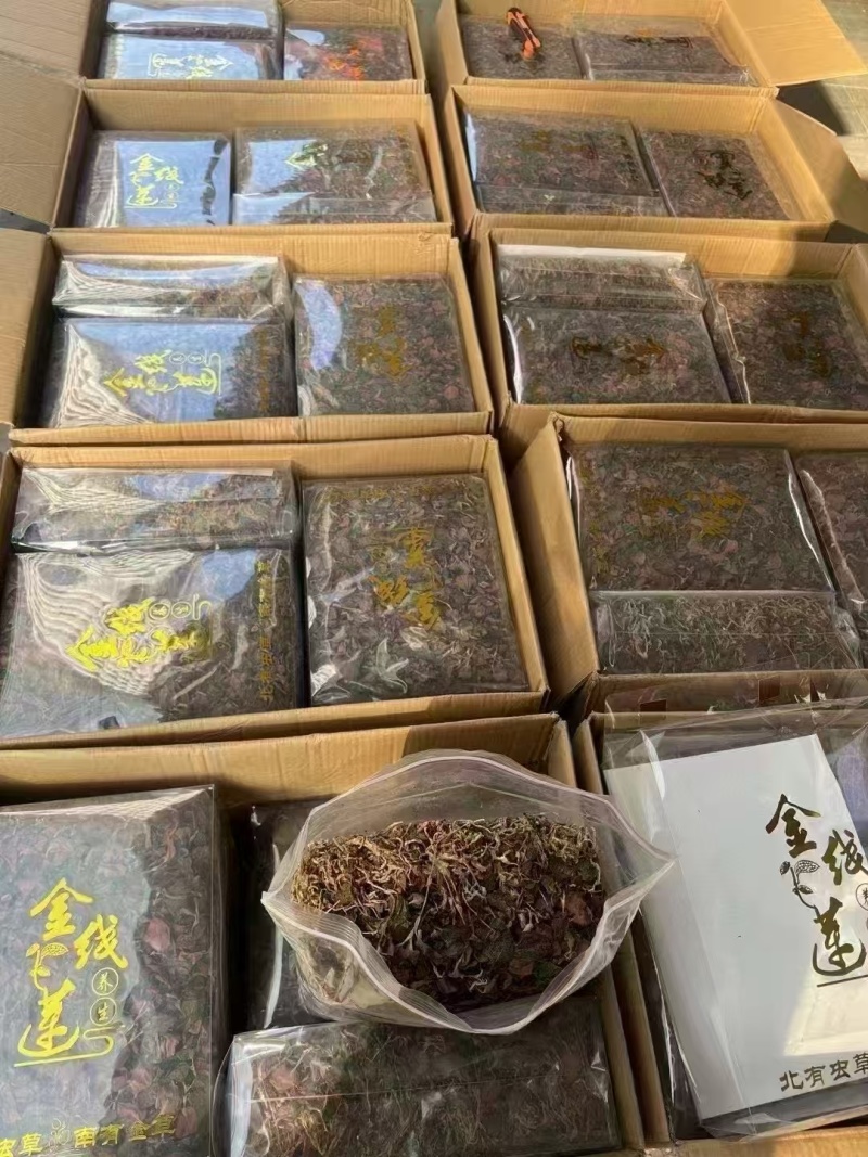福建红霞金线莲精品整颗一斤装批发零售全国发货