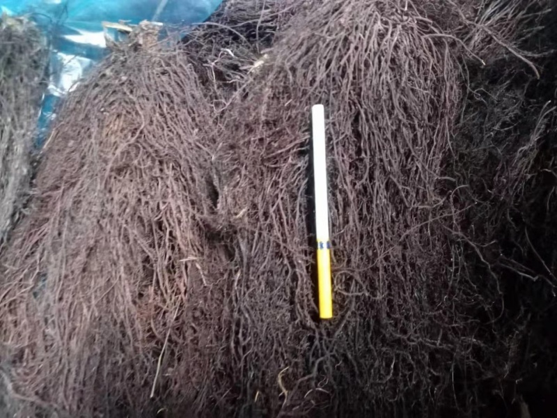 大量供应辽宁地产精品水洗滚筒摆盘威灵仙干货！一手货源！
