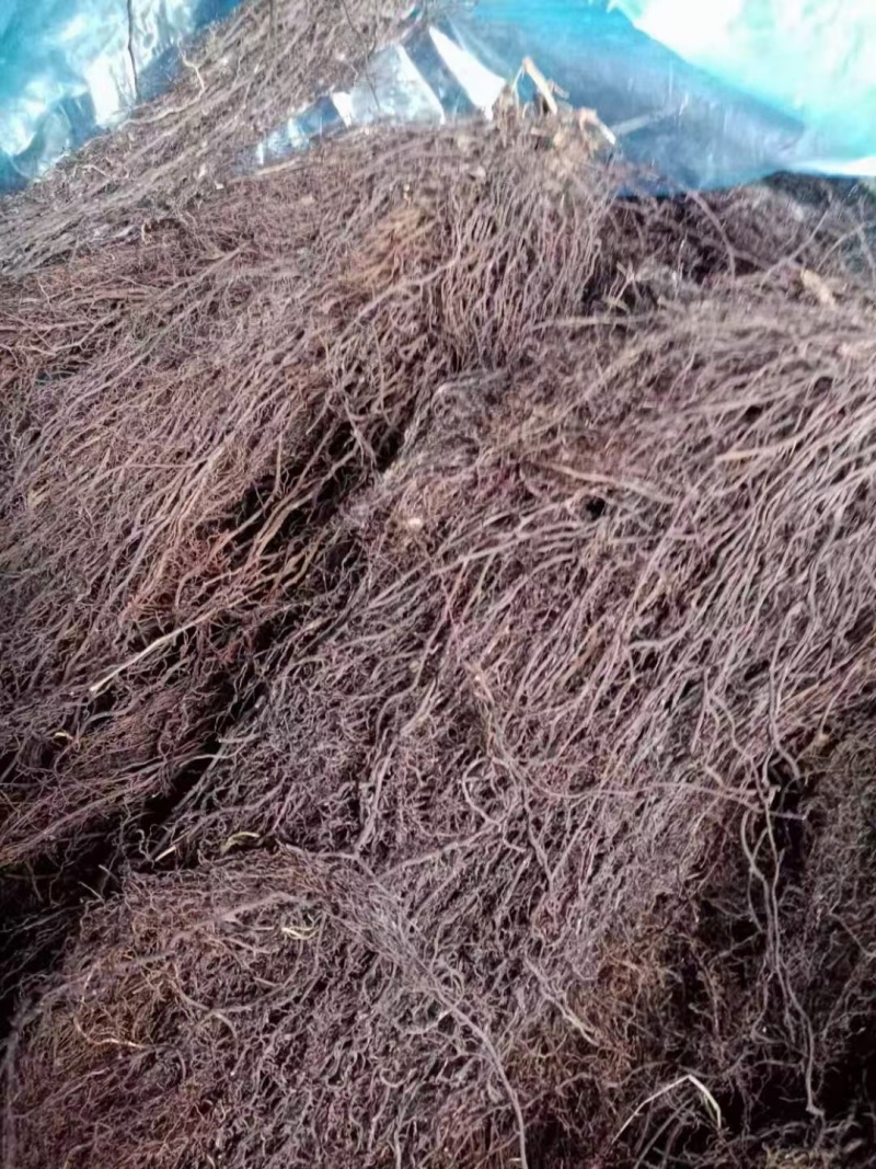 大量供应辽宁地产精品水洗滚筒摆盘威灵仙干货！一手货源！