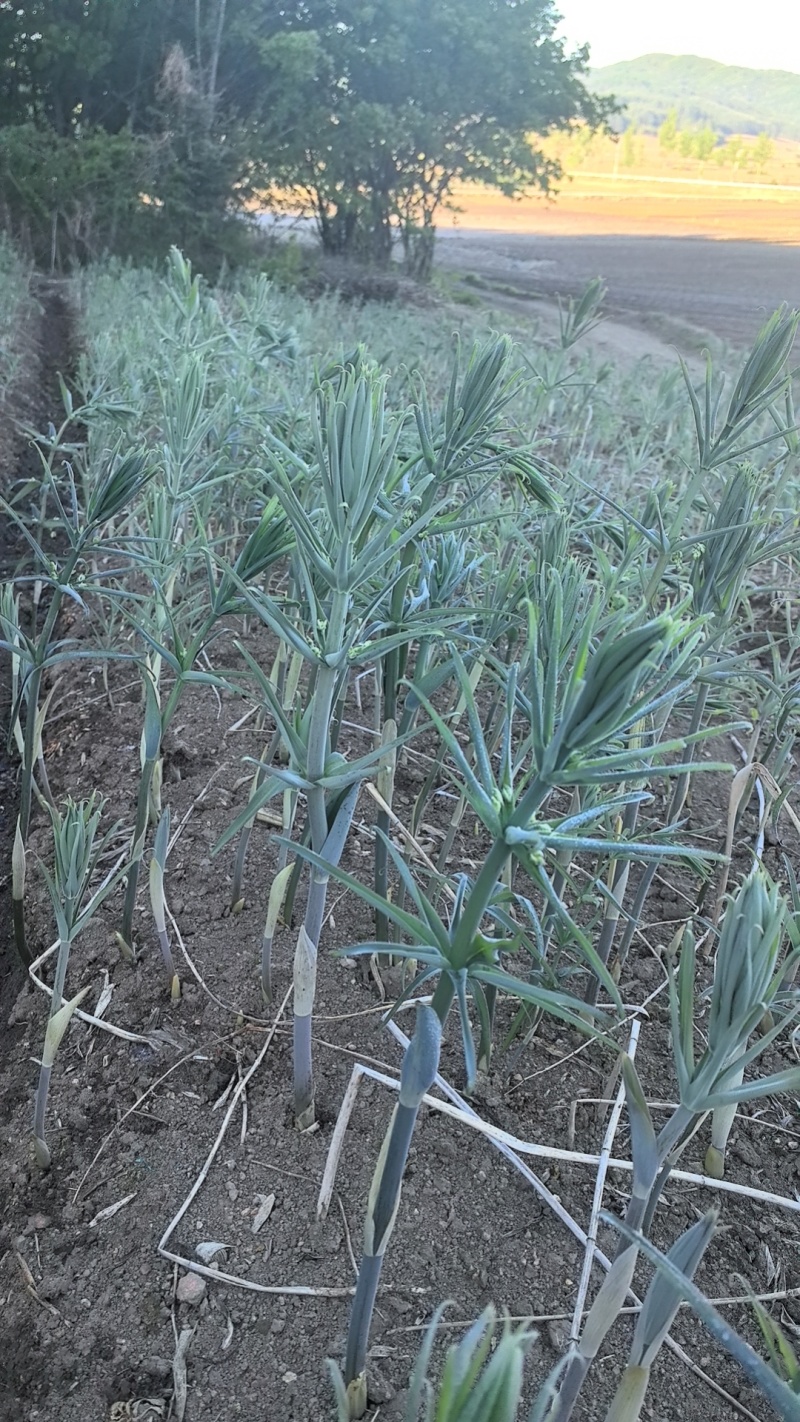 大量供应东北鸡头黄精鲜货，产地直销，一手货源，量大优惠！
