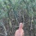 大量供应东北鸡头黄精鲜货，产地直销，一手货源，量大优惠！