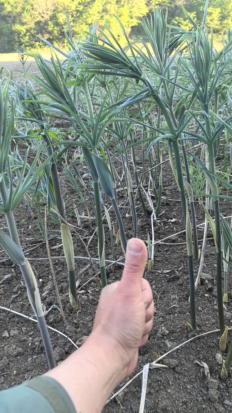大量供应东北鸡头黄精鲜货，产地直销，一手货源，量大优惠！