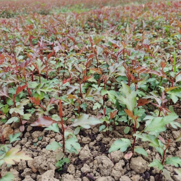 棠梨苗，杜梨苗，野梨苗，梨树实生苗供自家种植全程技术指导