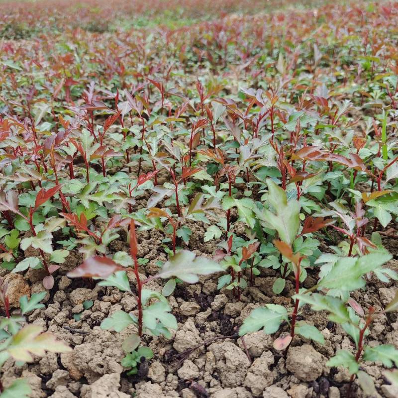 棠梨苗，杜梨苗，野梨苗，梨树实生苗供自家种植全程技术指导