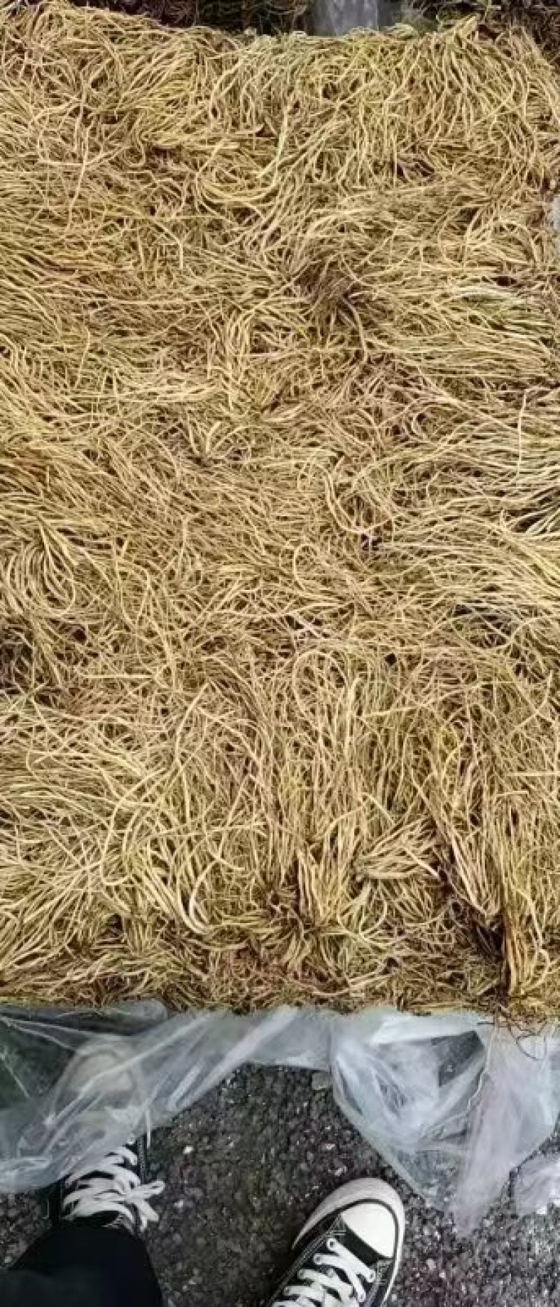 大量供应东北地产北龙胆干货，水洗滚筒摆盘货，品质有保证！