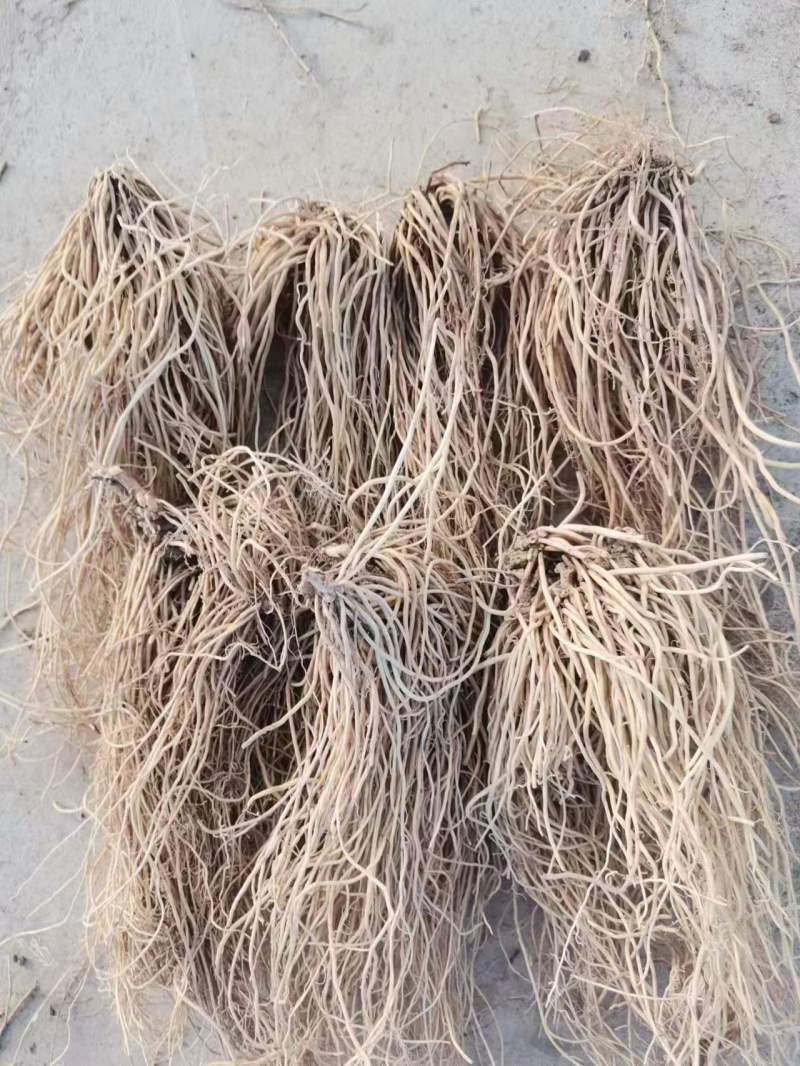 出售东北地区自产白薇干货，烘干货，干度好，品质佳！！！