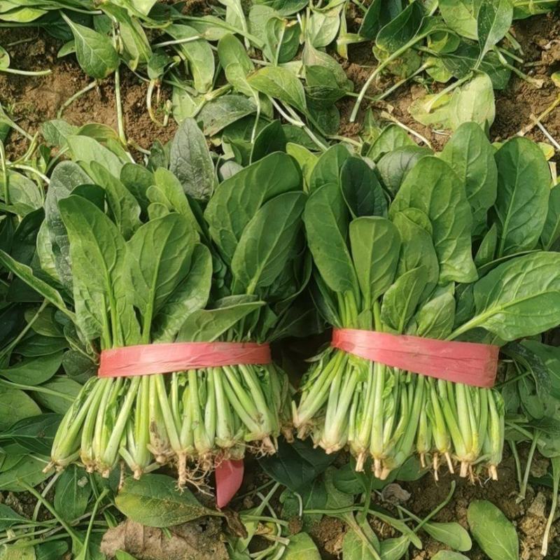 优质菠菜
