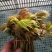 2025头茬红油香椿芽嫩芽香椿头春芽红椿头新鲜香春芽菜香