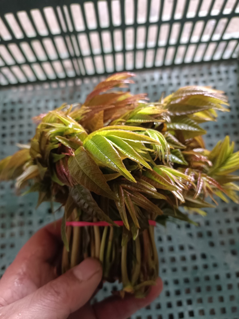 2025头茬红油香椿芽嫩芽香椿头春芽红椿头新鲜香春芽菜香