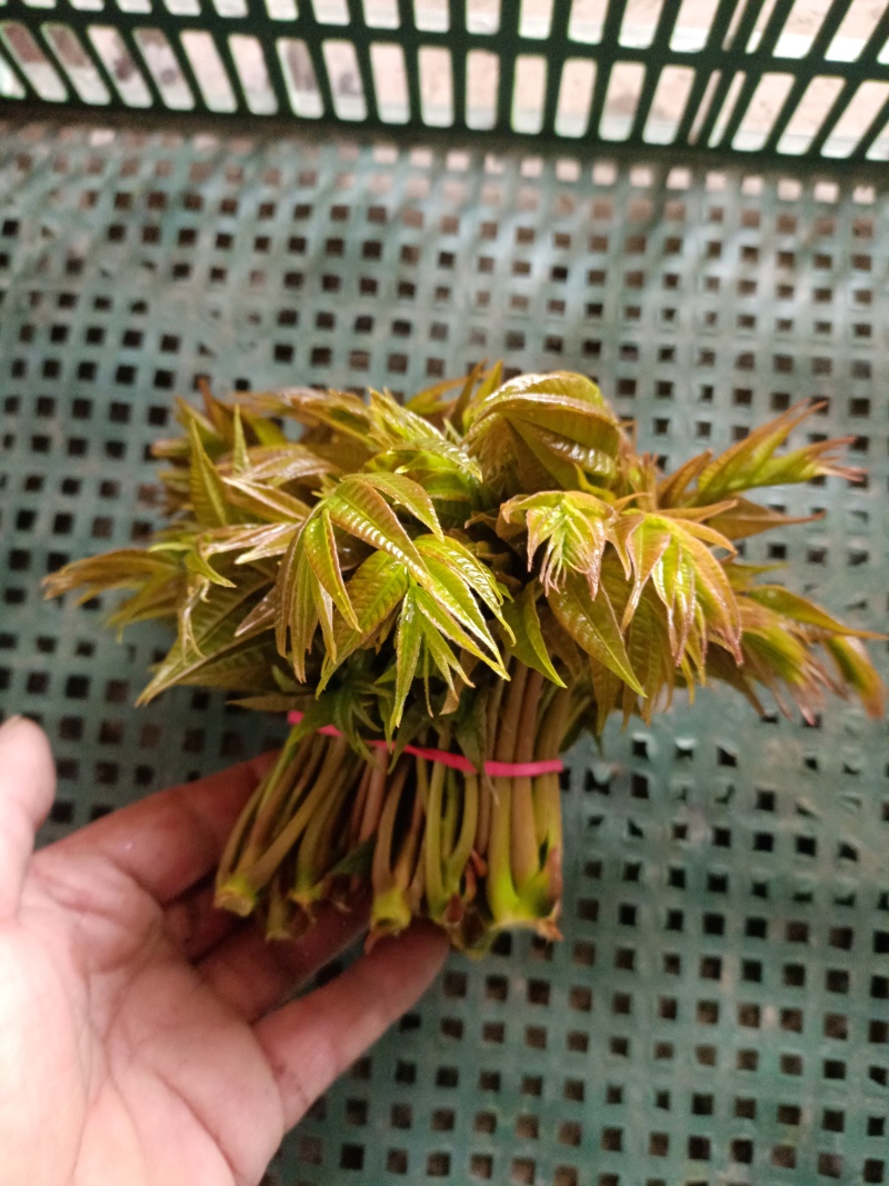 2025头茬红油香椿芽嫩芽香椿头春芽红椿头新鲜香春芽菜香