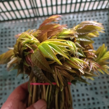 2025头茬红油香椿芽嫩芽香椿头春芽红椿头新鲜香春芽菜香