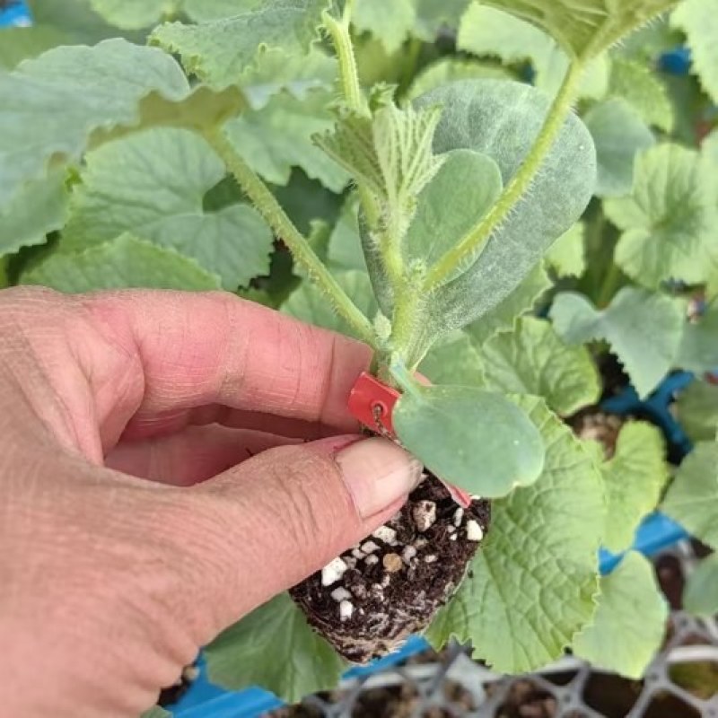 甜瓜苗博洋9甜瓜苗原包装芝麻蜜博洋92薄皮甜瓜苗