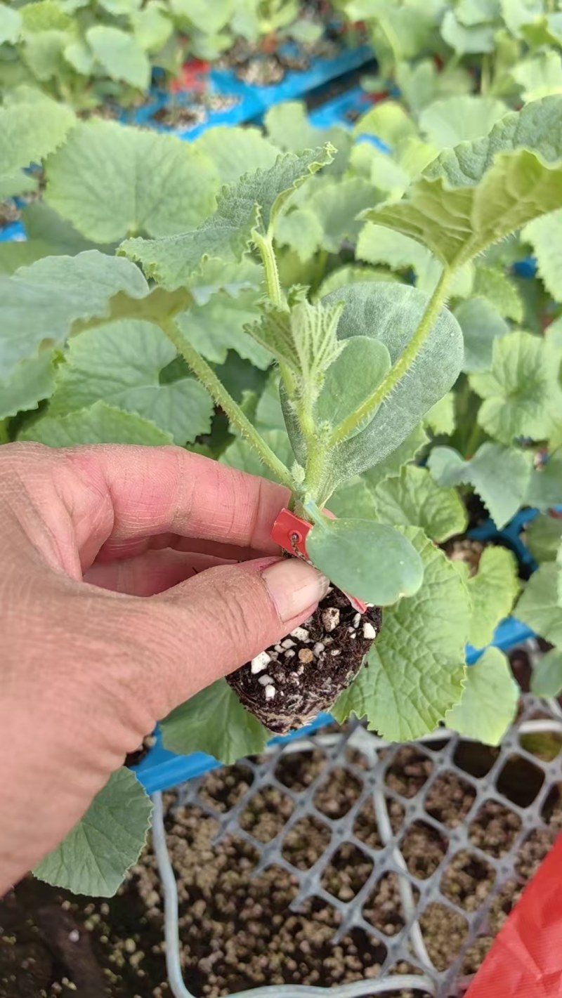 甜瓜苗博洋9甜瓜苗原包装芝麻蜜博洋92薄皮甜瓜苗