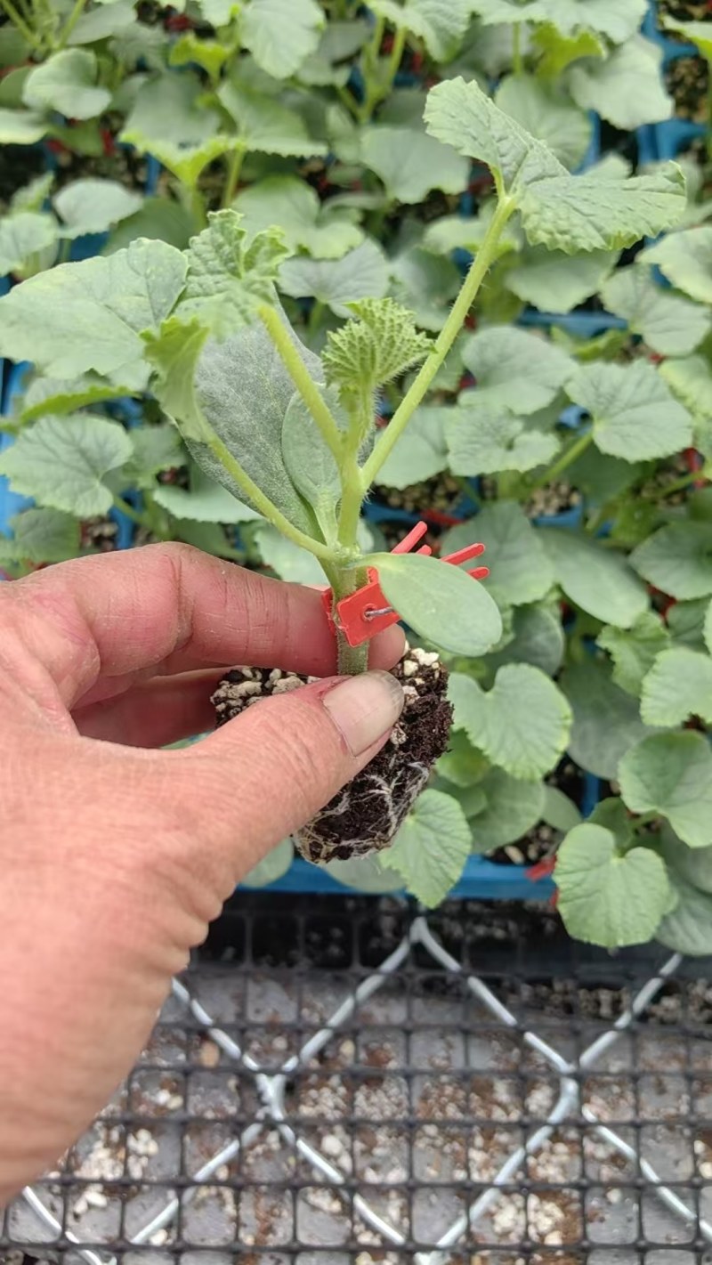 甜瓜苗博洋9甜瓜苗原包装芝麻蜜博洋92薄皮甜瓜苗