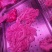 猪脸带肉。