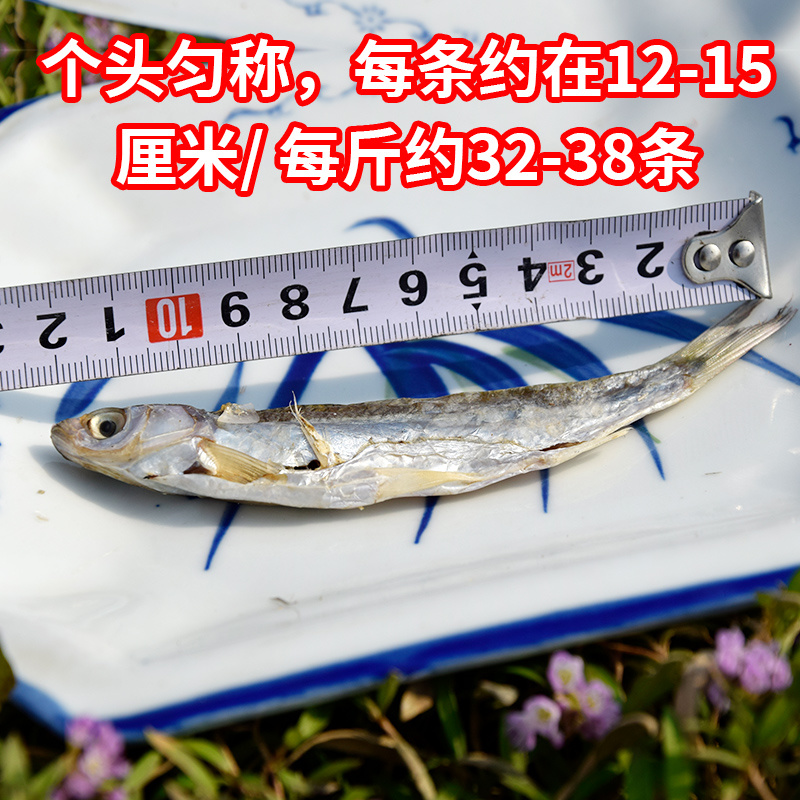 阳晒刁子鱼餐条鱼白条鱼翘嘴鱼干八成干度新鲜现杀