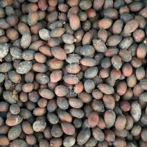 葵树子【包邮】三斤起发货可批量可零售量大从优