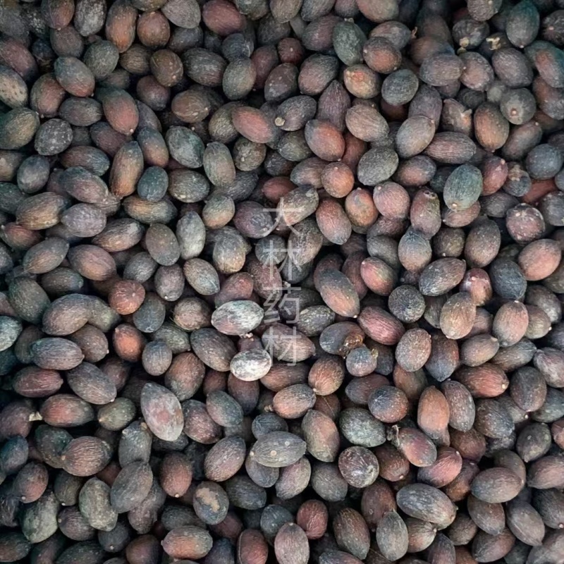 葵树子【包邮】三斤起发货可批量可零售量大从优