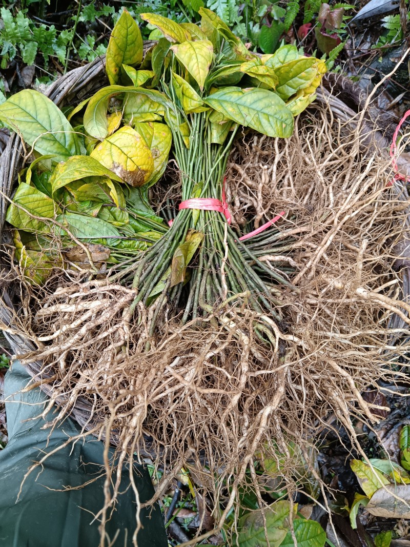 黄花倒水莲