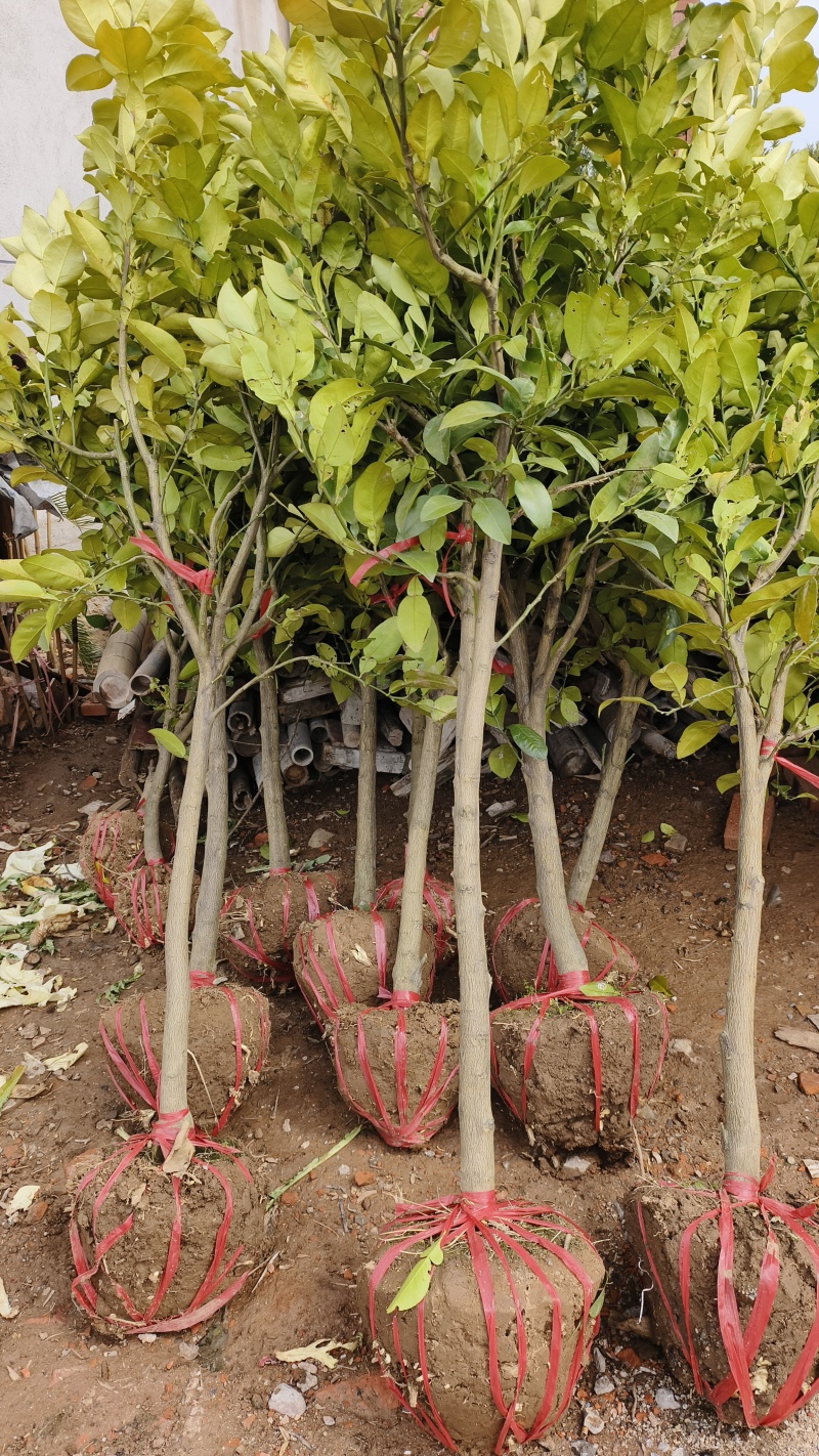 早熟原产地马家柚柚子苗甜味红肉柚苗，基地直供