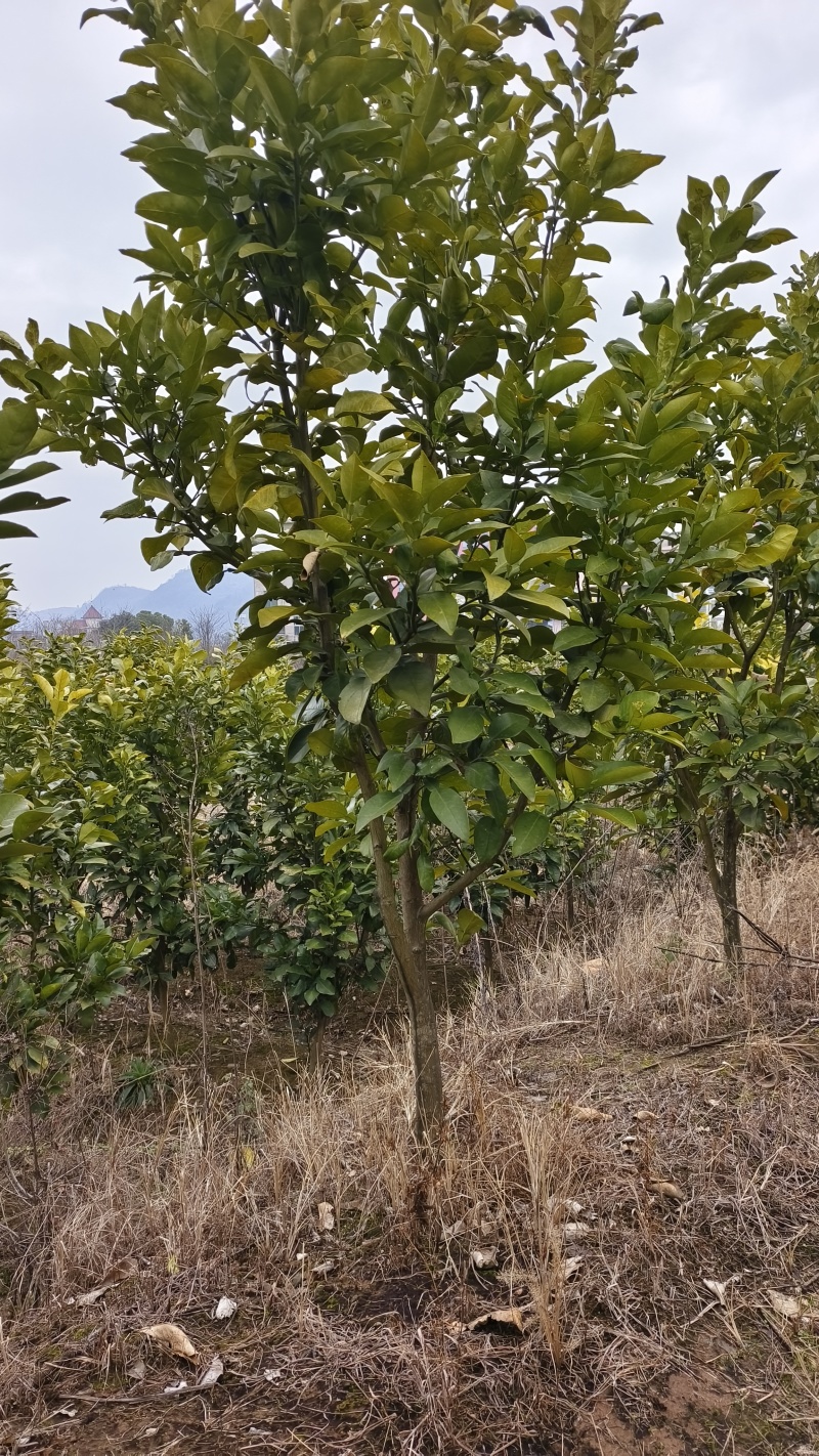 早熟原产地马家柚柚子苗甜味红肉柚苗，基地直供