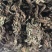 野生荔枝草蛤吗草水洗货