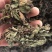 野生荔枝草蛤吗草水洗货
