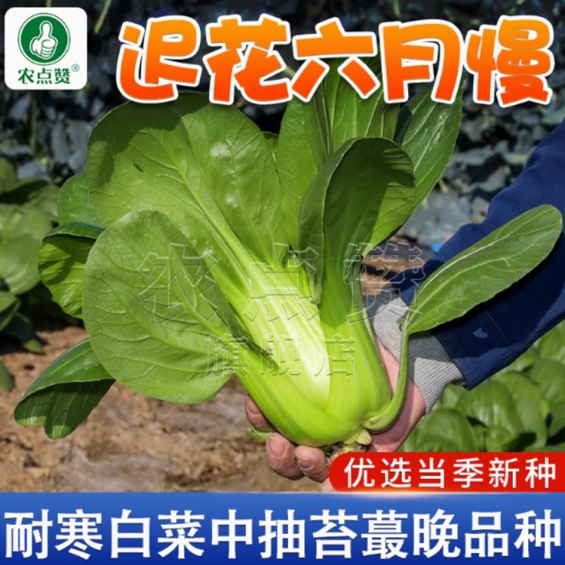 迟花六月慢-青梗菜种子耐抽薹耐寒耐热生长快优质