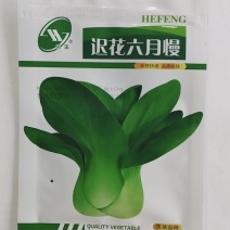 迟花六月慢-青梗菜种子耐抽薹耐寒耐热生长快优质