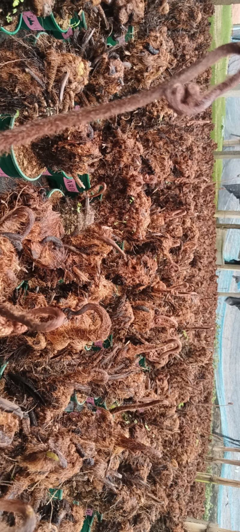 红鳞蕨桩头：现挖的新鲜高成活率，修剪干净自产自销