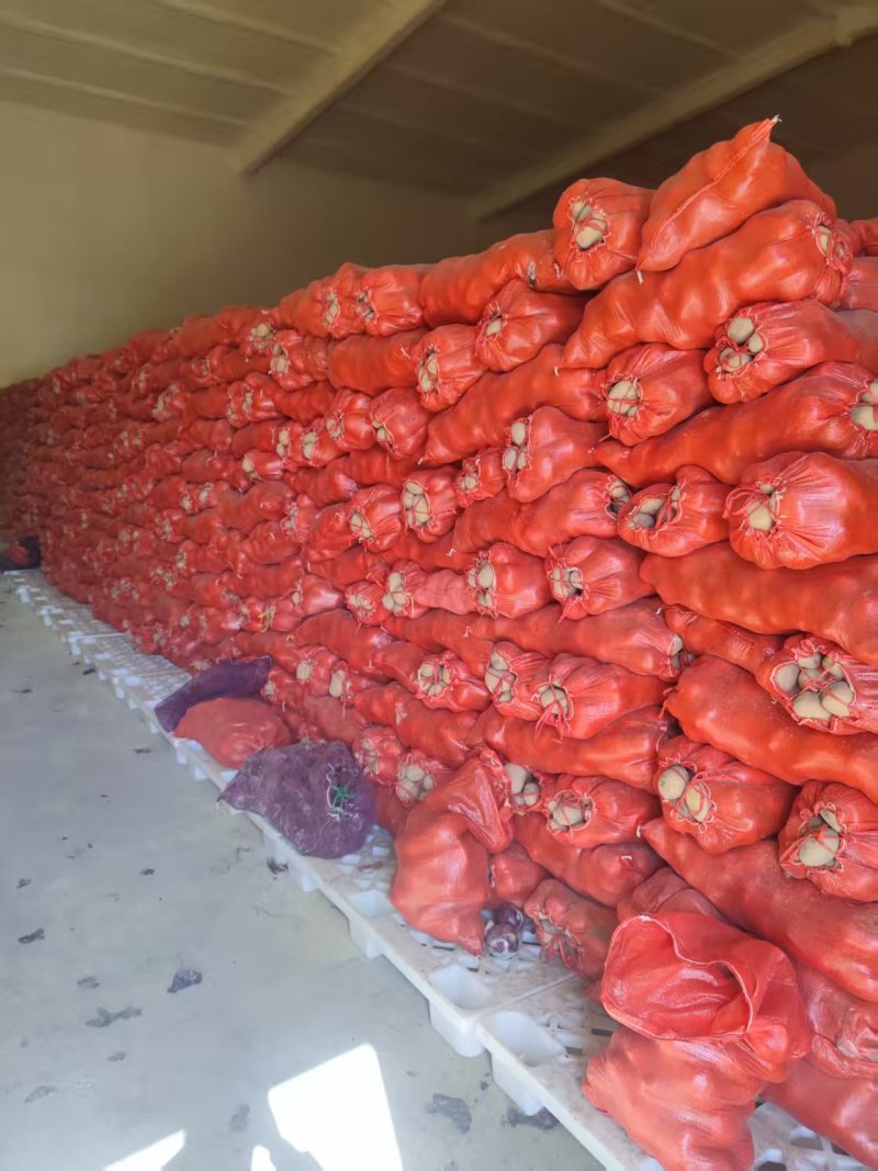 精品精选黄皮黄心土豆，欢迎您的采购，竭诚为您服务