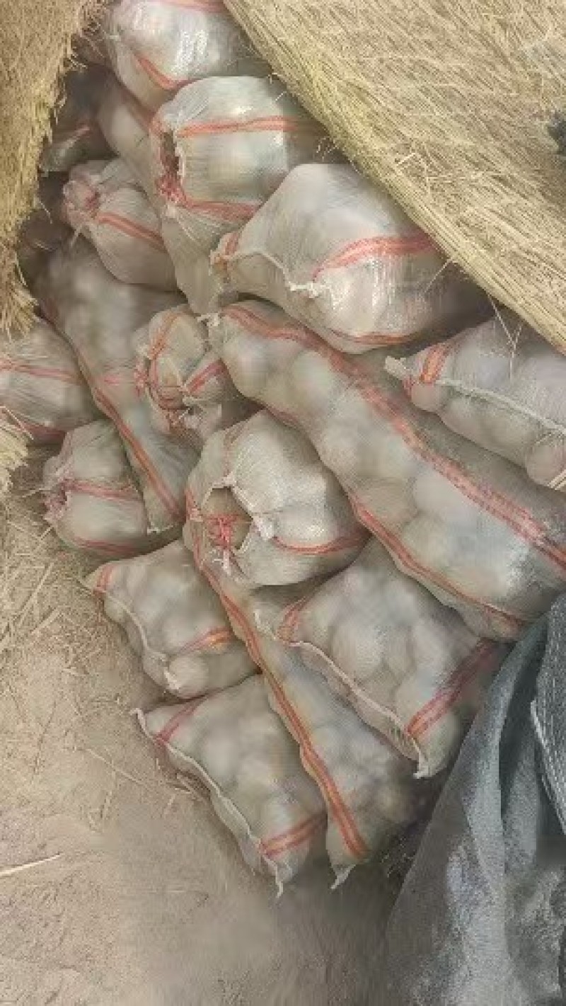 精品精选黄皮黄心土豆，欢迎您的采购，竭诚为您服务