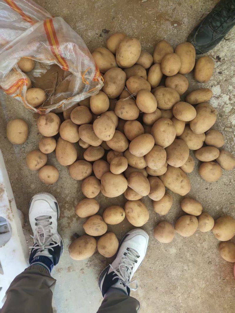 精品精选黄皮黄心土豆，欢迎您的采购，竭诚为您服务