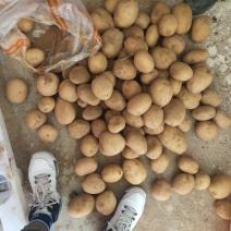精品精选黄皮黄心土豆，欢迎你的采购，竭诚为你服务