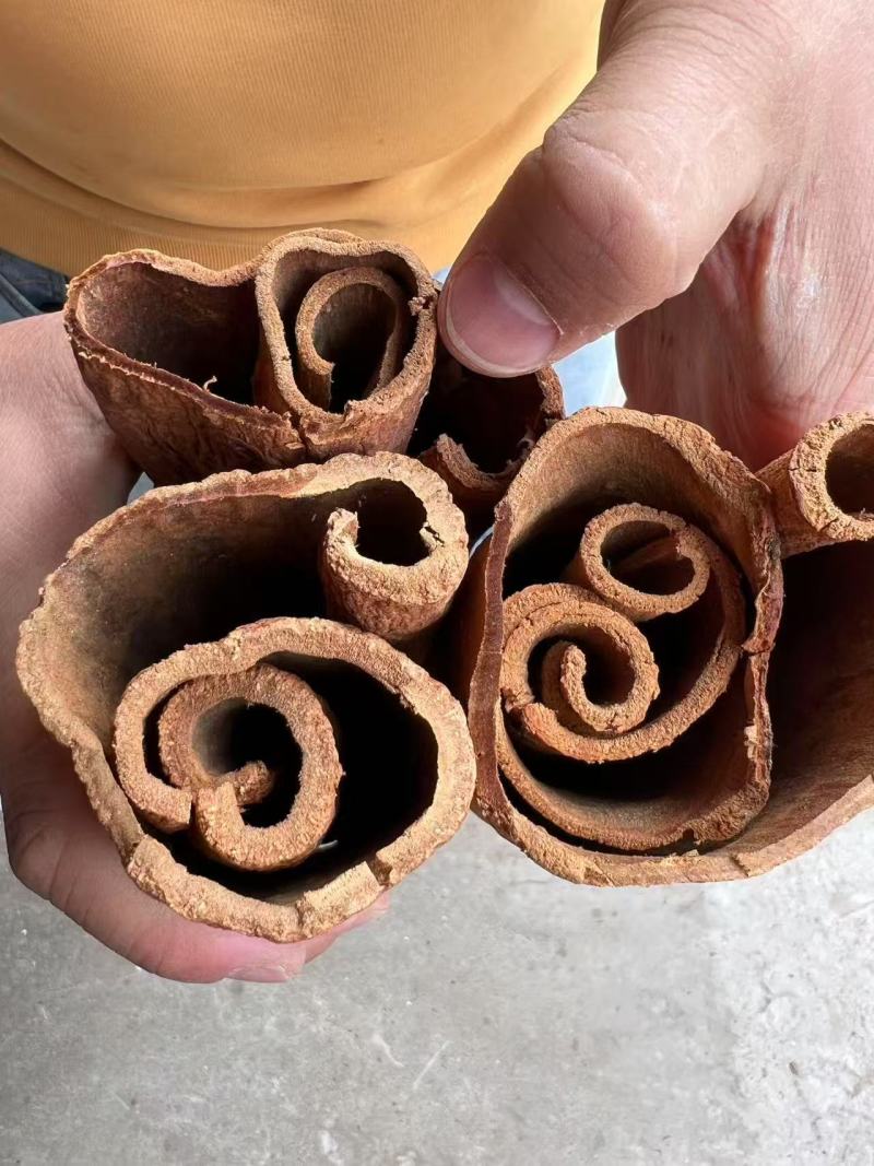 老树油桂