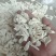山药小碎片