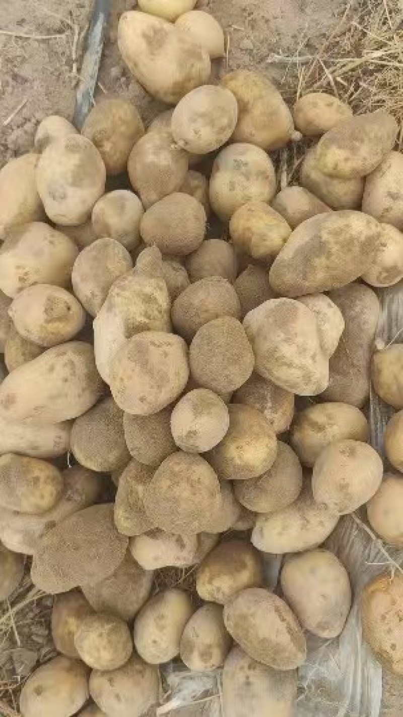 精品黄皮黄心，欢迎购买，竭诚为您服务。