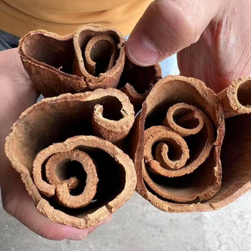 老树油桂