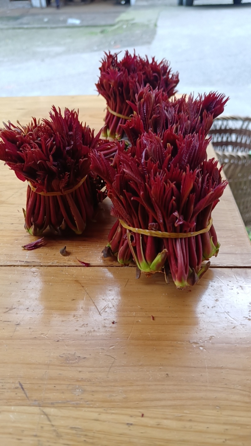 大竹露天香椿芽产地，红油香椿