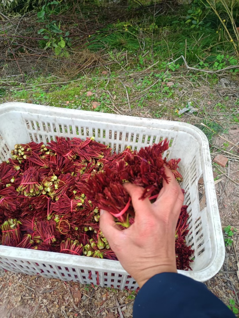 大竹露天香椿芽产地，红油香椿