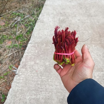 大竹露天香椿芽产地，红油香椿